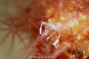 Anemone Shrimp.. Komodo. RX-100. Subsee x10 diopter. by Morgan Ashton 